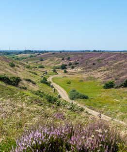 Kongenhus Hede Og Minepark Med Lyng Foto Jesper Maagaard 12